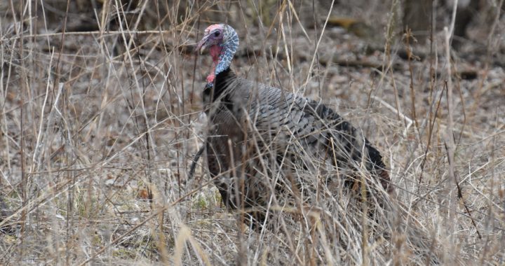 Turkey Hunting EAI Outdoors